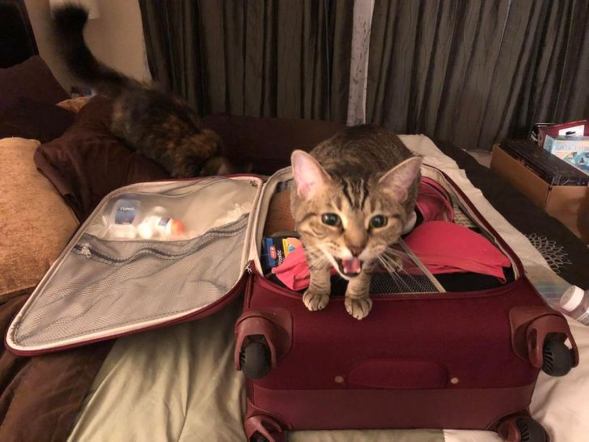 brown tabby cat screaming while in a red suitcase full of things
