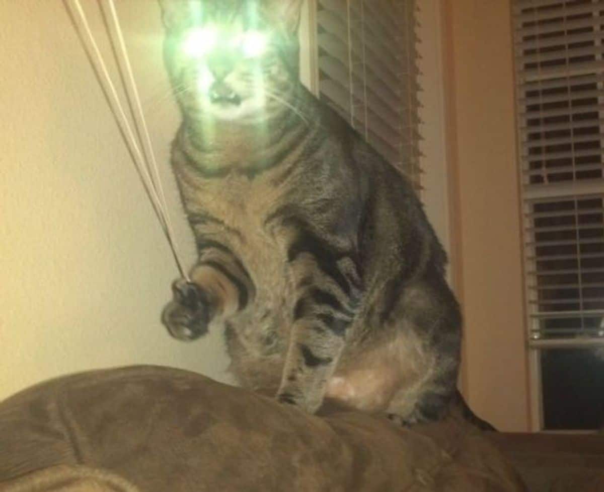 brown tabby cat sitting on the top of a couch with green eyes from the flash of a camera with 2 long sticks in its paw