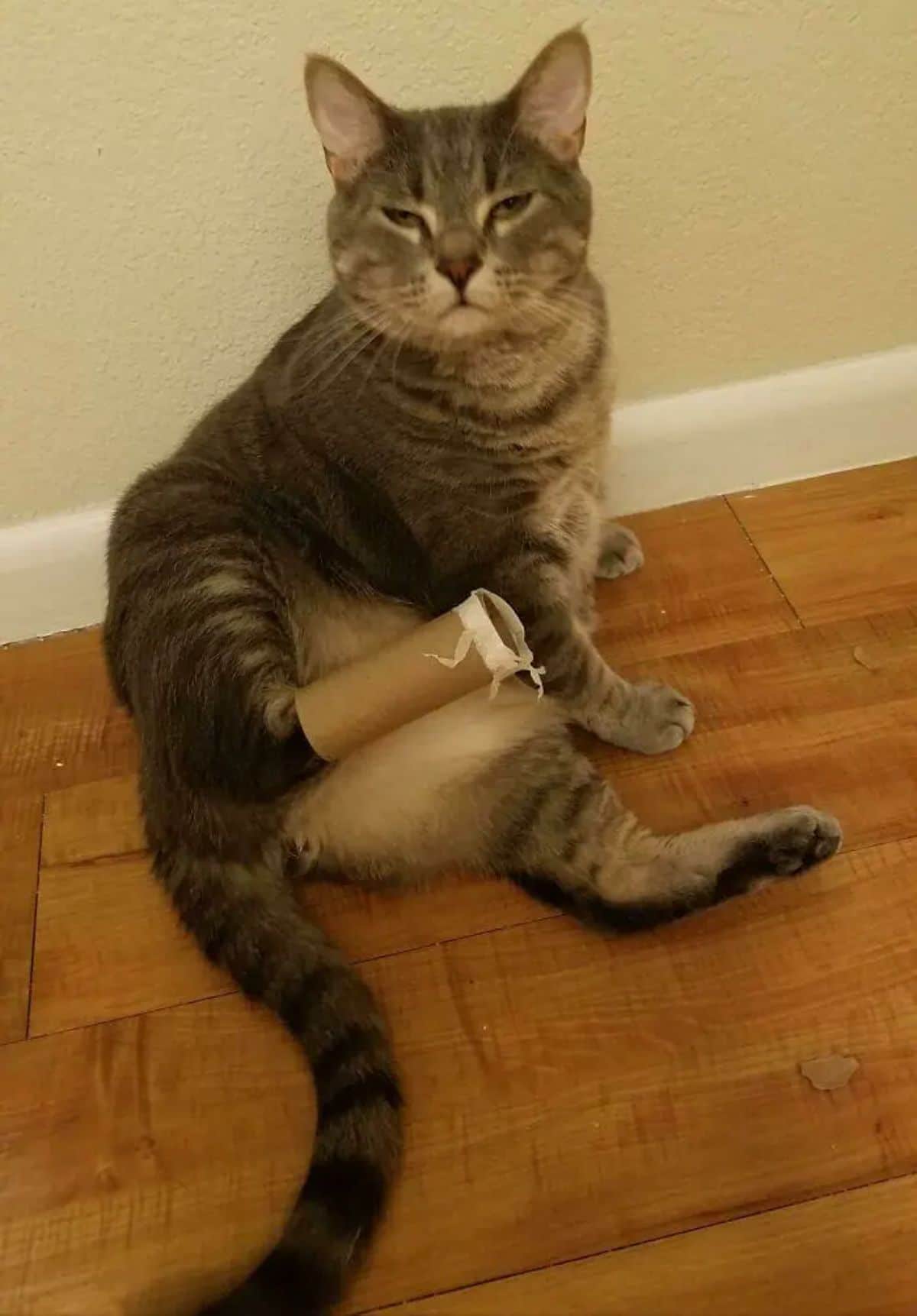 brown tabby cat sitting on wooden floor with one leg stuck inside an empty toilet paper roll