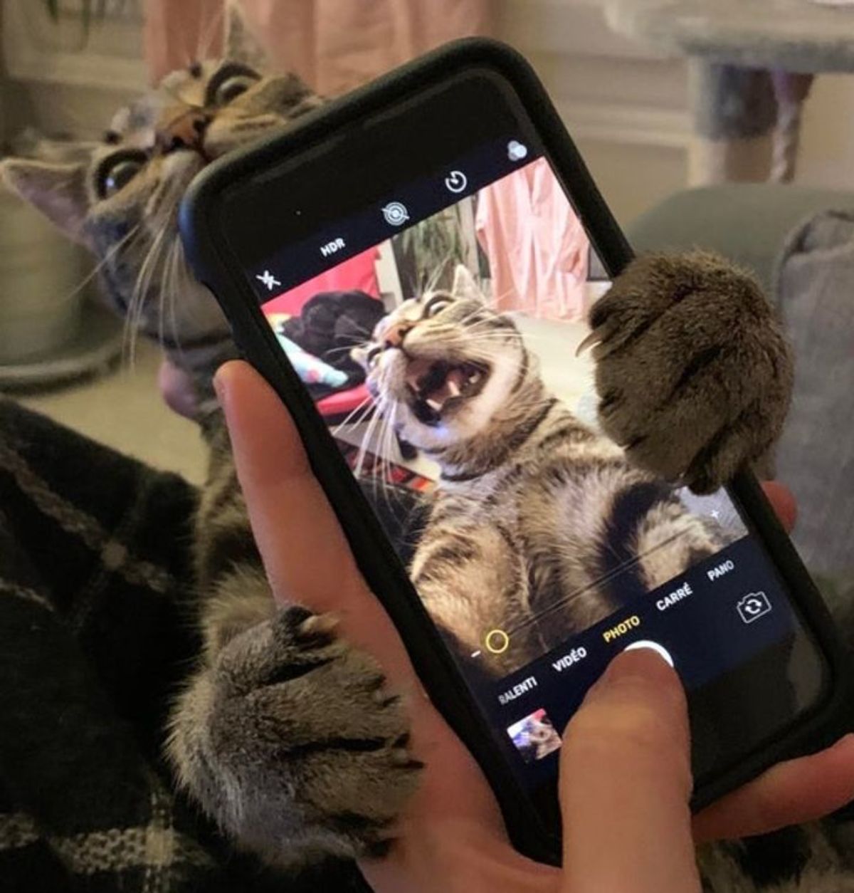 brown tabby cat with the mouth open in a scream on the camera on a phone with the cat behind the phone and holding on to it