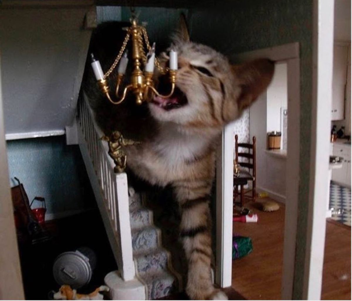 brown tabby kitten standing on stairs and biting the candelabra on the ceiling in a dollhouse