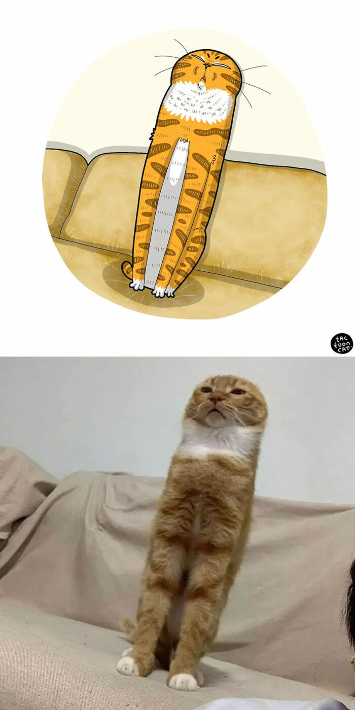cartoon photo and real photo an orange and white cat on a beige sofa stretching with the ears pushed back