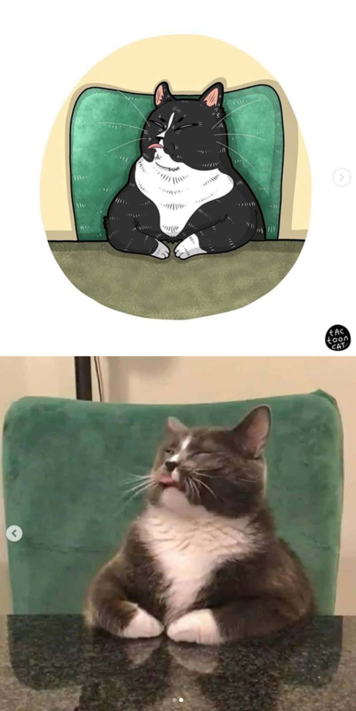 cartoon photo and real photo of a black and white cat sitting at a black table on a green chair with its tongue sticking out