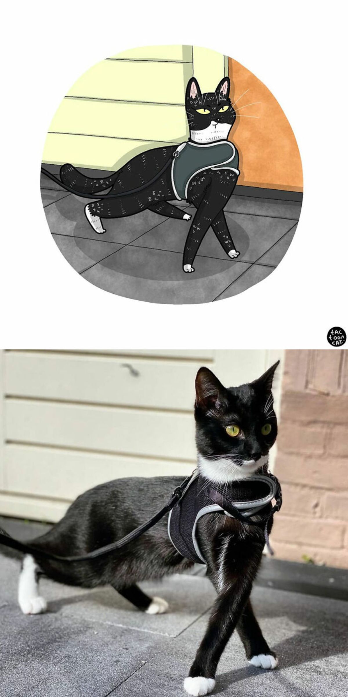 cartoon photo and real photo of a black and white with a harness and leash on standing with the front legs crossed