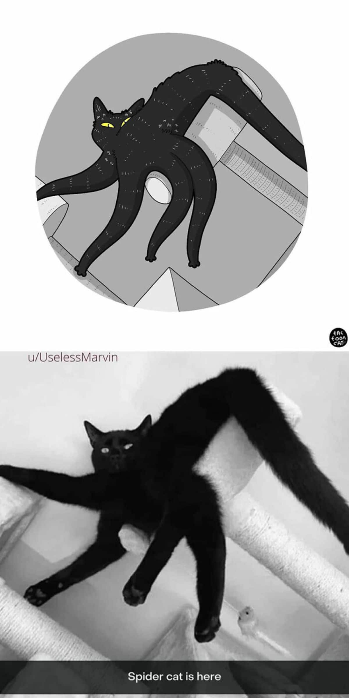 cartoon photo and real photo of a black cat laying oddly on a white cat tree