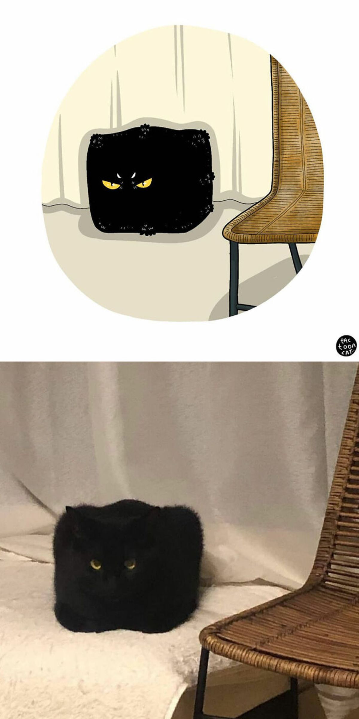 cartoon photo and real photo of a black cat sitting like a loaf and looking like a square