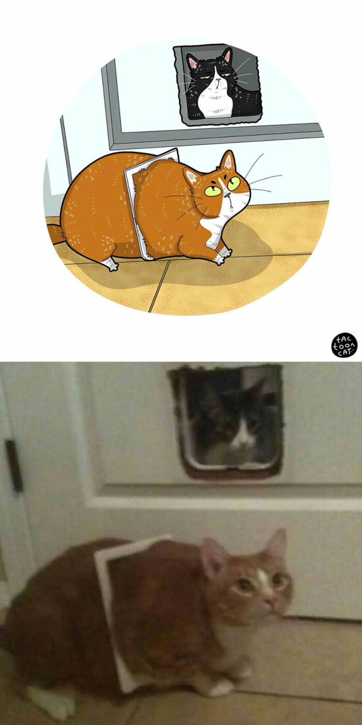 cartoon photo and real photo of a grey and white cat looking through a cat door in a door and an orange cat sitting on the opposite side of the door with the frame of the cat door stuck around it