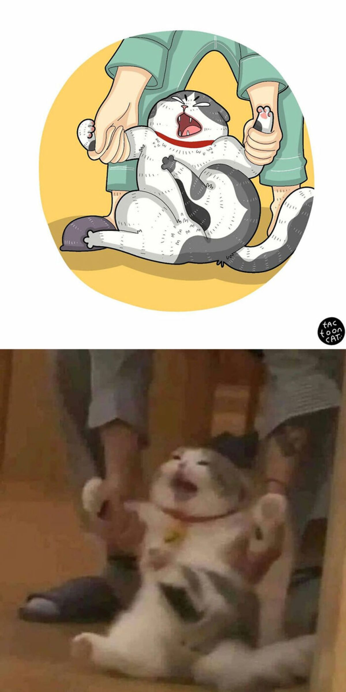 cartoon photo and real photo of a grey and white cat screaming while being held up by the two front legs