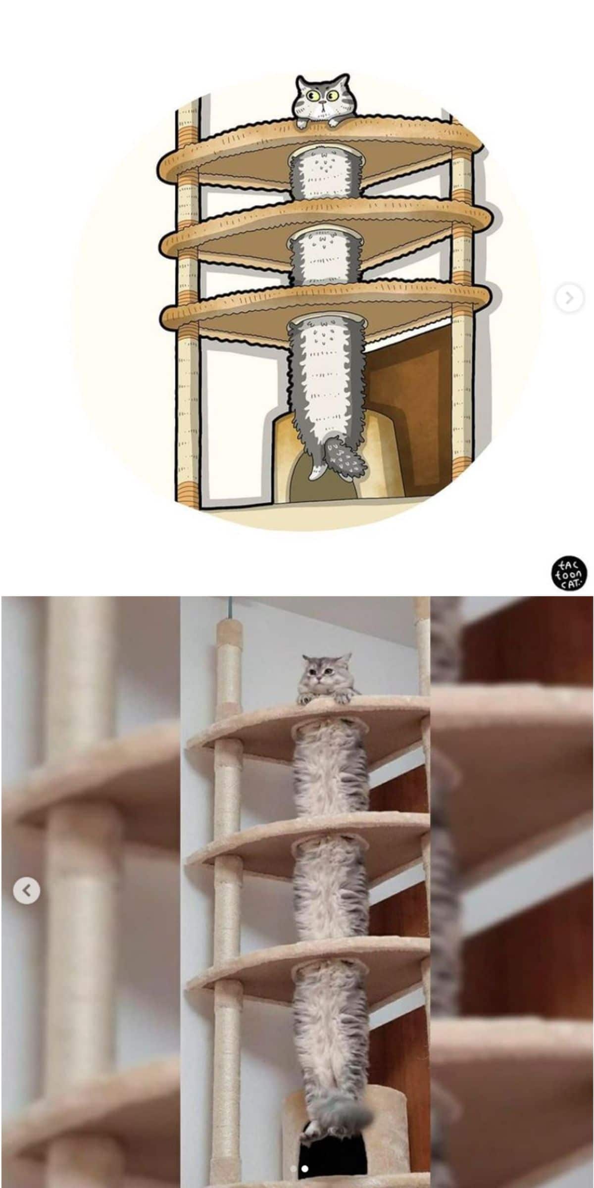 cartoon photo and real photo of a grey and white fluffy cat holding onto the top of a cat tree and dangling down through the climbing hole in the cat tree