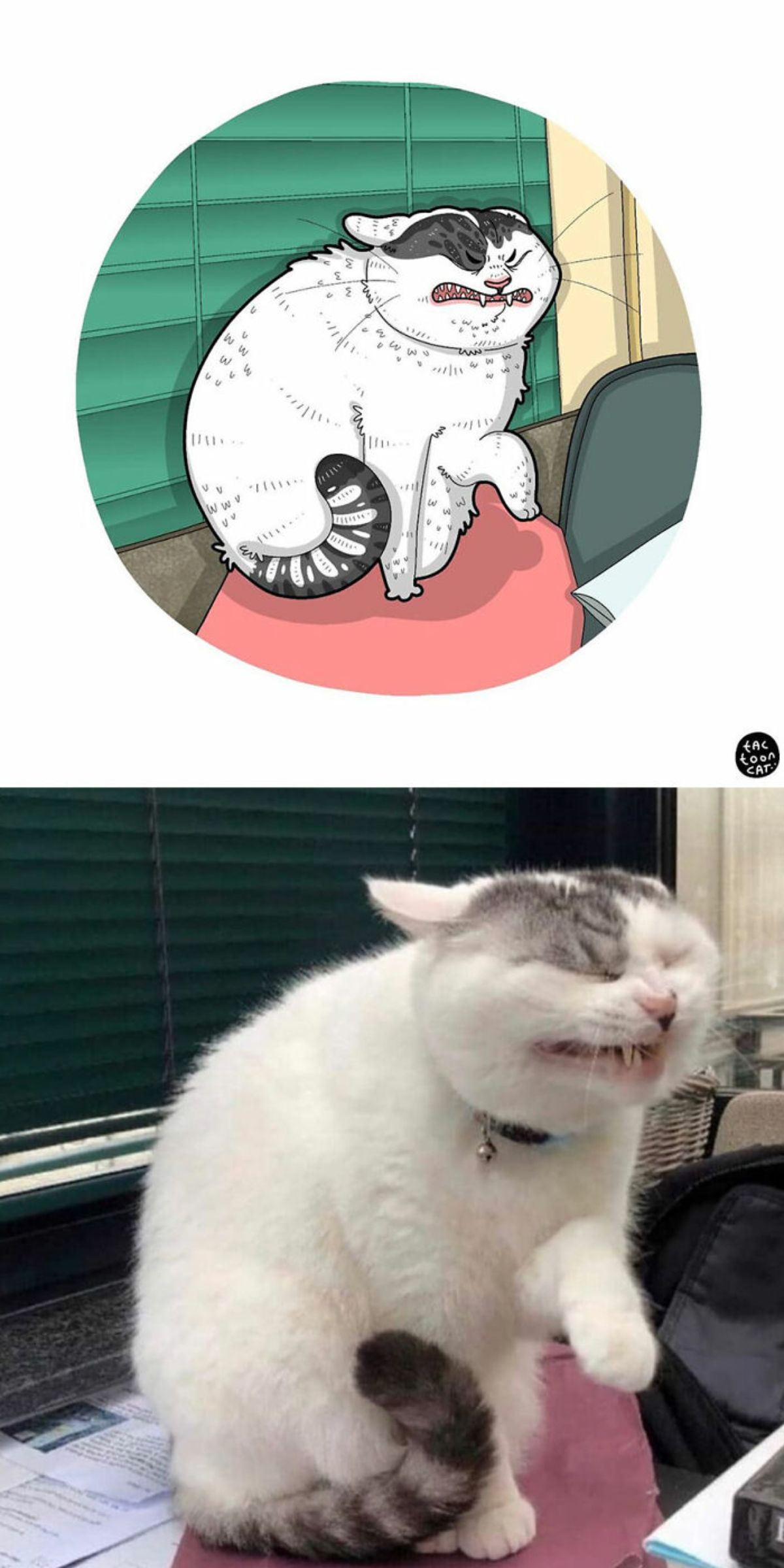 cartoon photo and real photo of a grey and white tabby cat sitting looking like it's sneezing with the front left paw in front of the chest