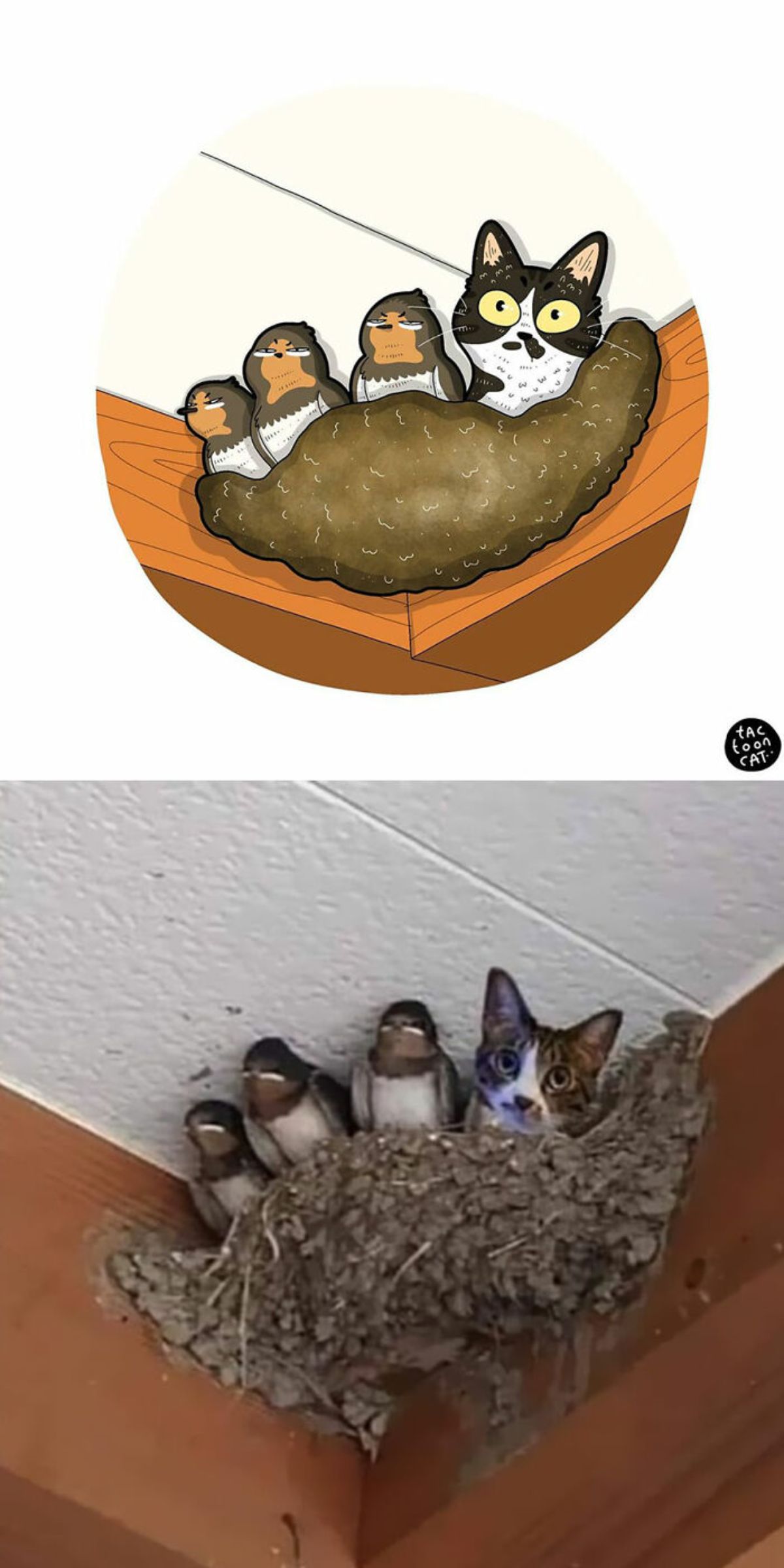 cartoon photo and real photo of a grey and white tabby in a bird nest in the top corner of a wall next to 3 brown black and white birds