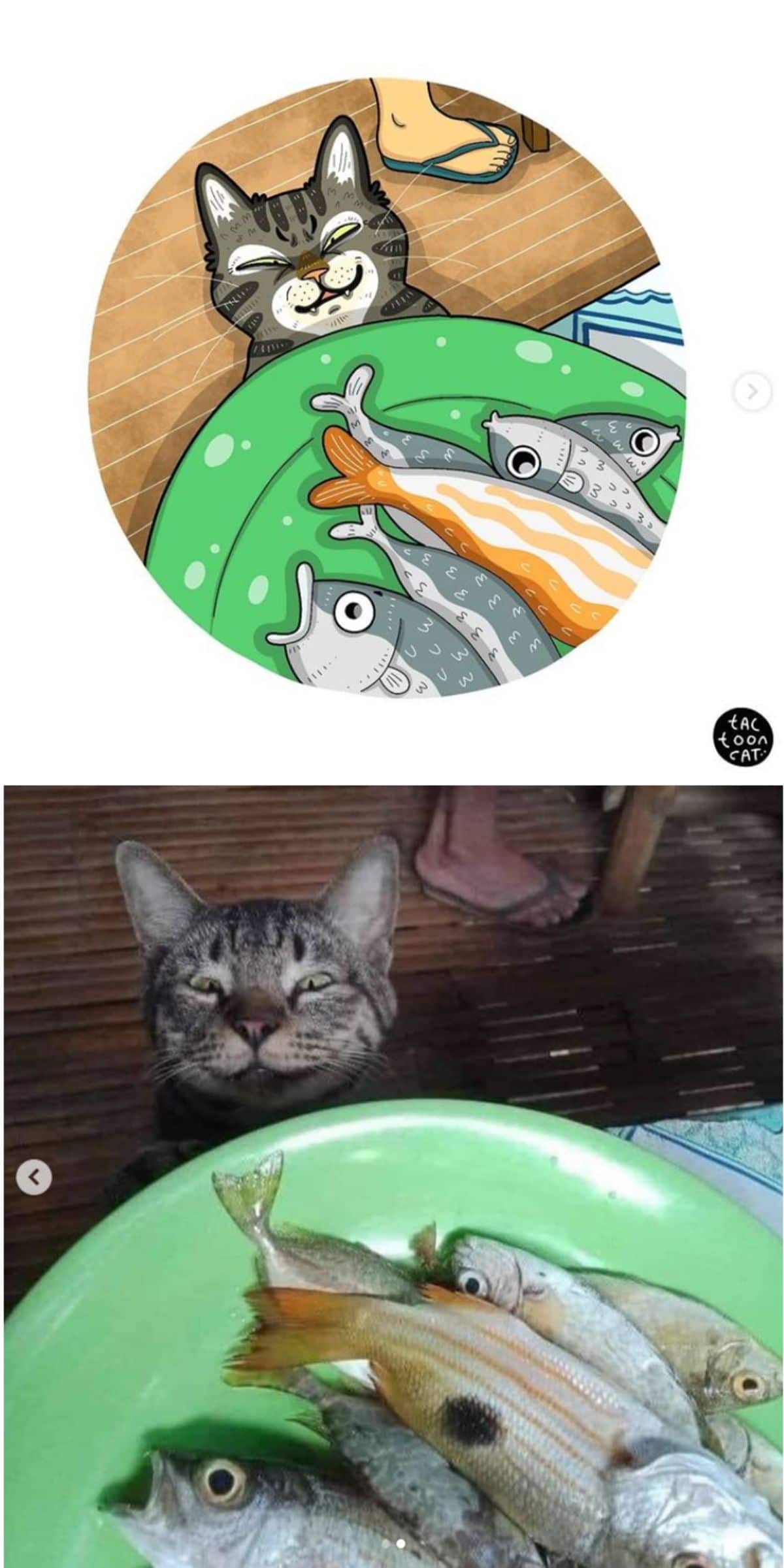 cartoon photo and real photo of a grey tabby cat sitting under a green plate filled with fish