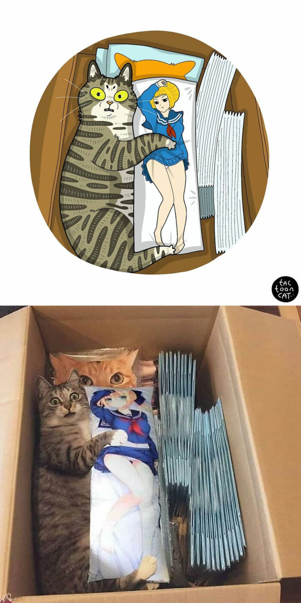 cartoon photo and real photo of a grey tabby sideways in a carboard box holding a cushion with an anime girl