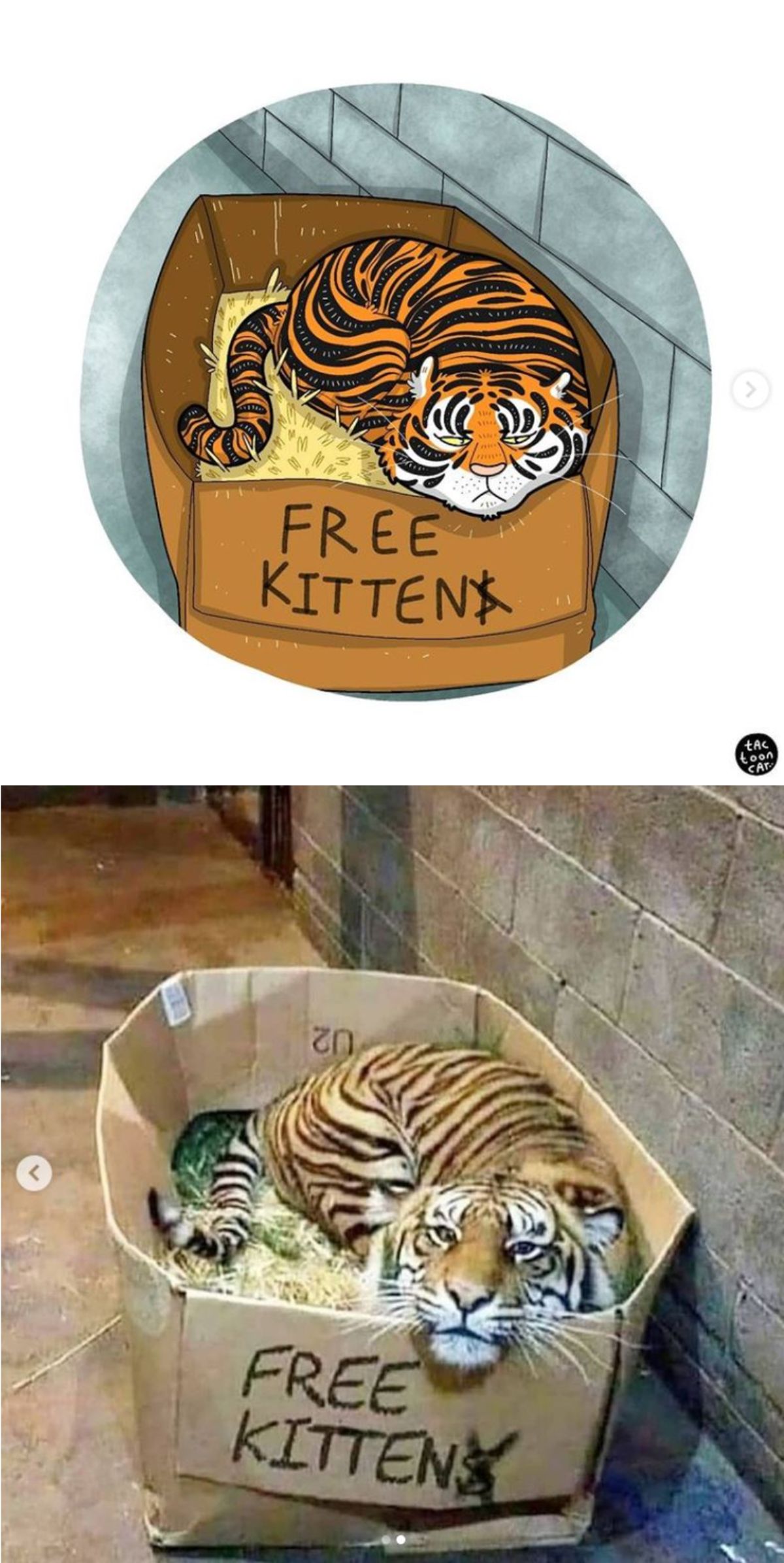 cartoon photo and real photo of a tiger laying in a cardboard box that says free kitten on the front