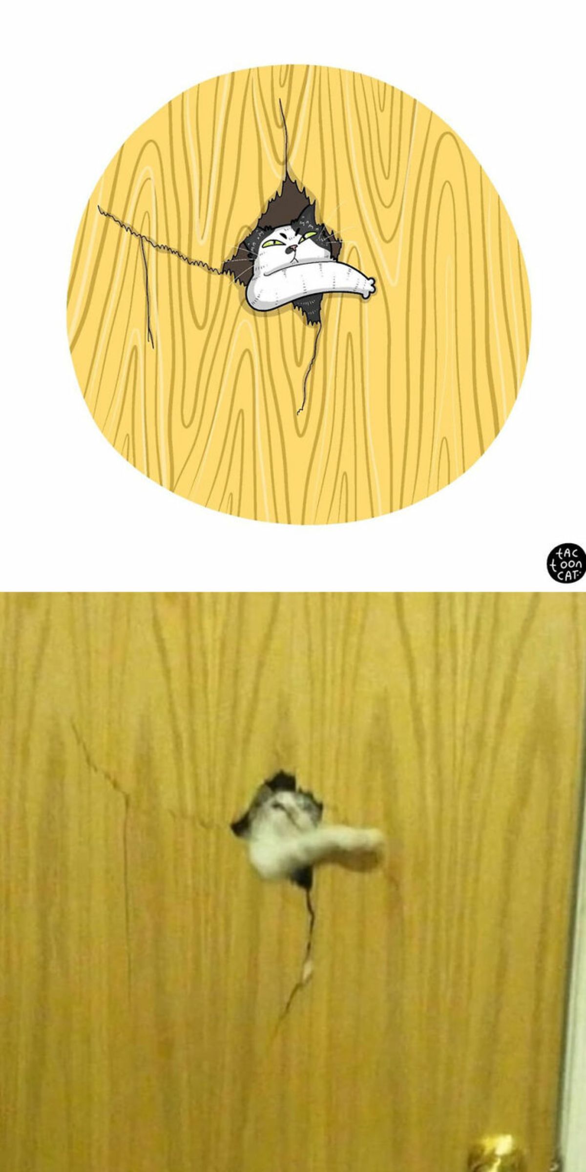 cartoon photo and real photo of a white and grey tabby putting the right leg through a broken wooden plywood door