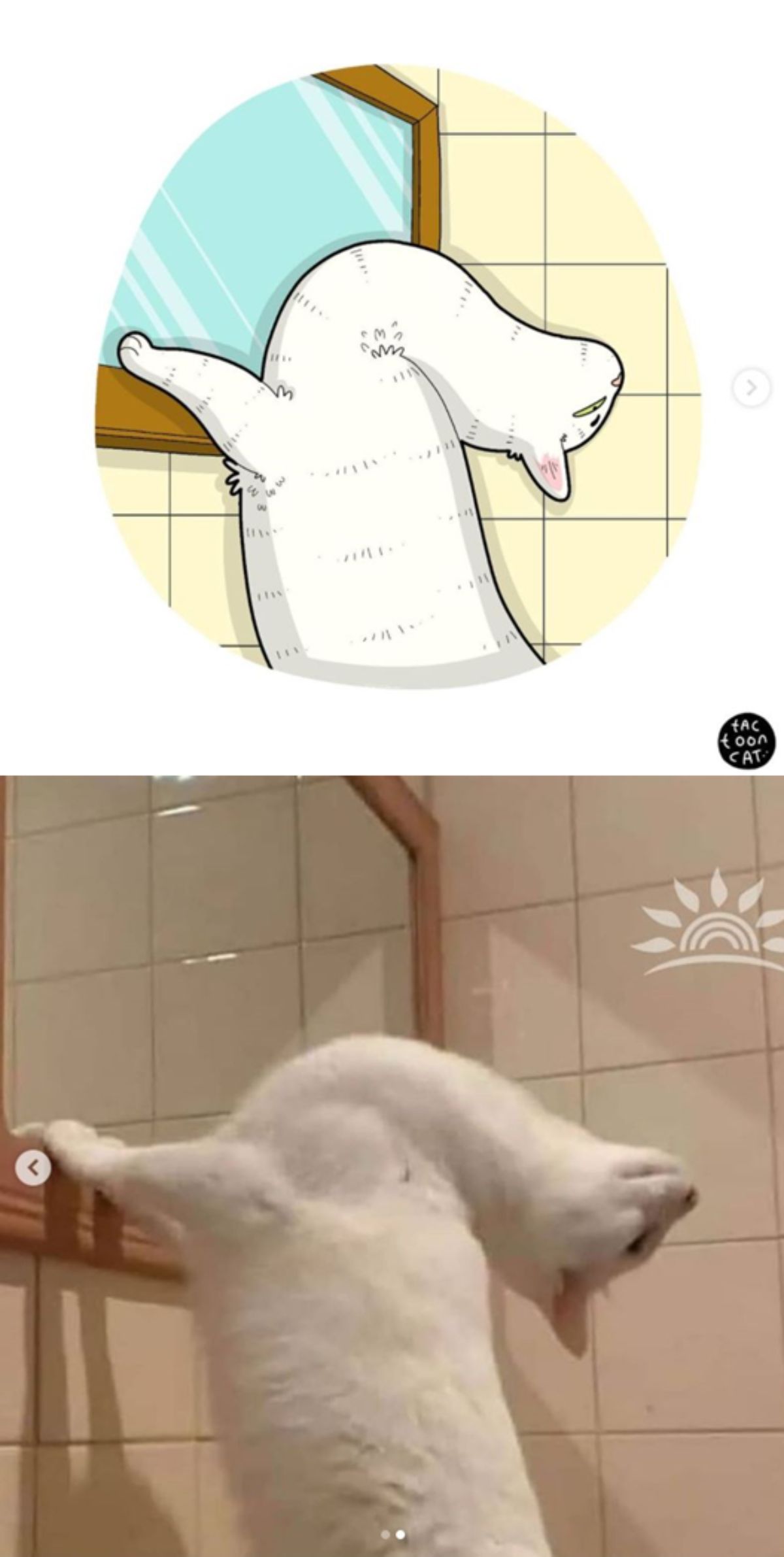 cartoon photo and real photo of a white cat standing in front of a mirror with the front legs resting on the mirror frame and the head turned back