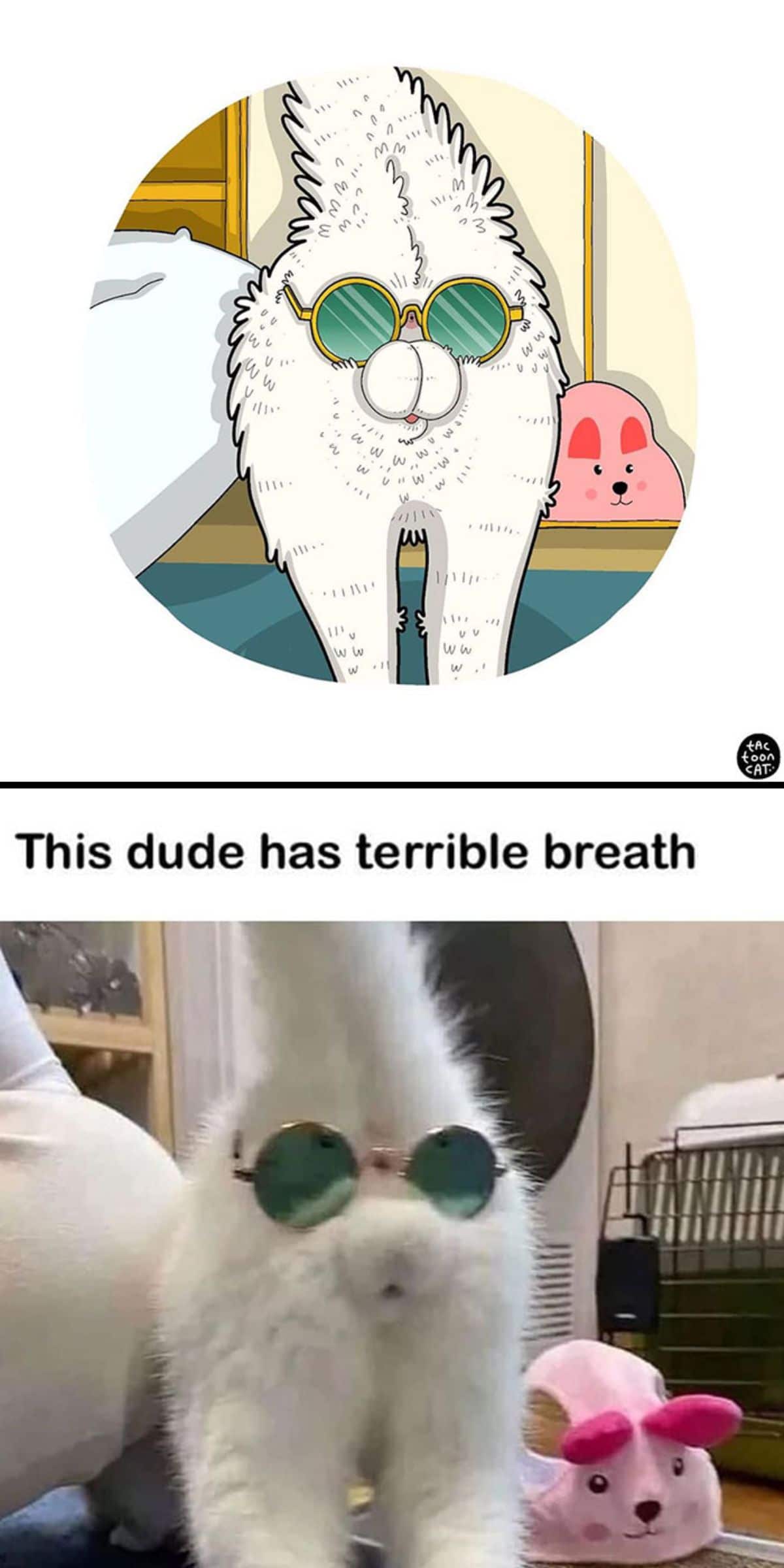 cartoon photo and real photo of a white cat's back with green glasses placed on the butt under the tail