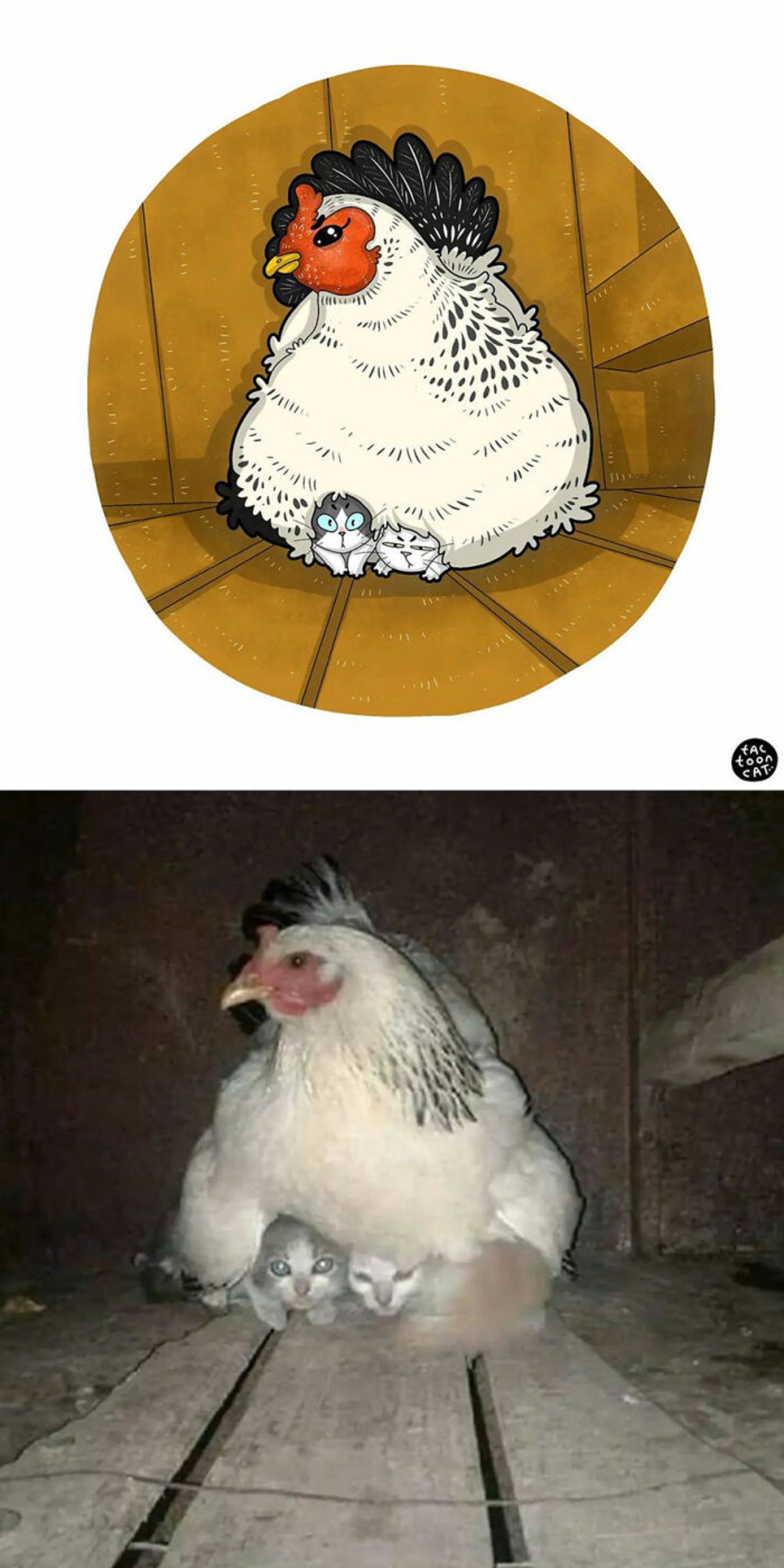 cartoon photo and real photo of a white hen with a grey and white tabby kitten and a white kitten under her