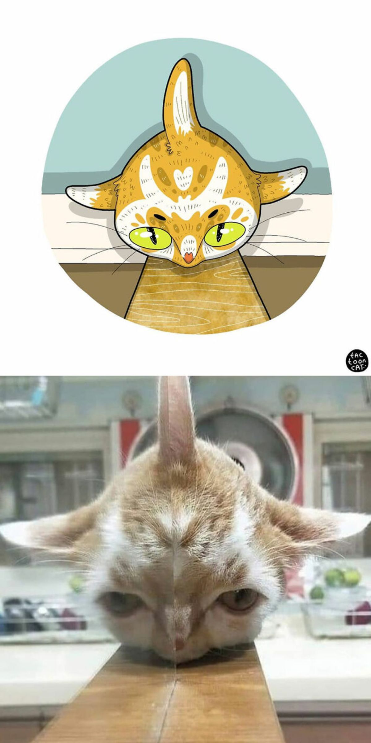 cartoon photo and real photo of an orange and white cat laying next to a mirror with the reflection showing as if the cat has 3 ears with one in the middle of the forehead