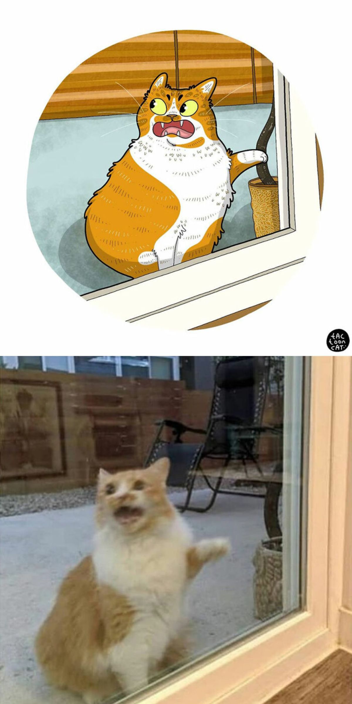 cartoon photo and real photo of an orange and white cat screaming outside a glass door with the left paw in the air