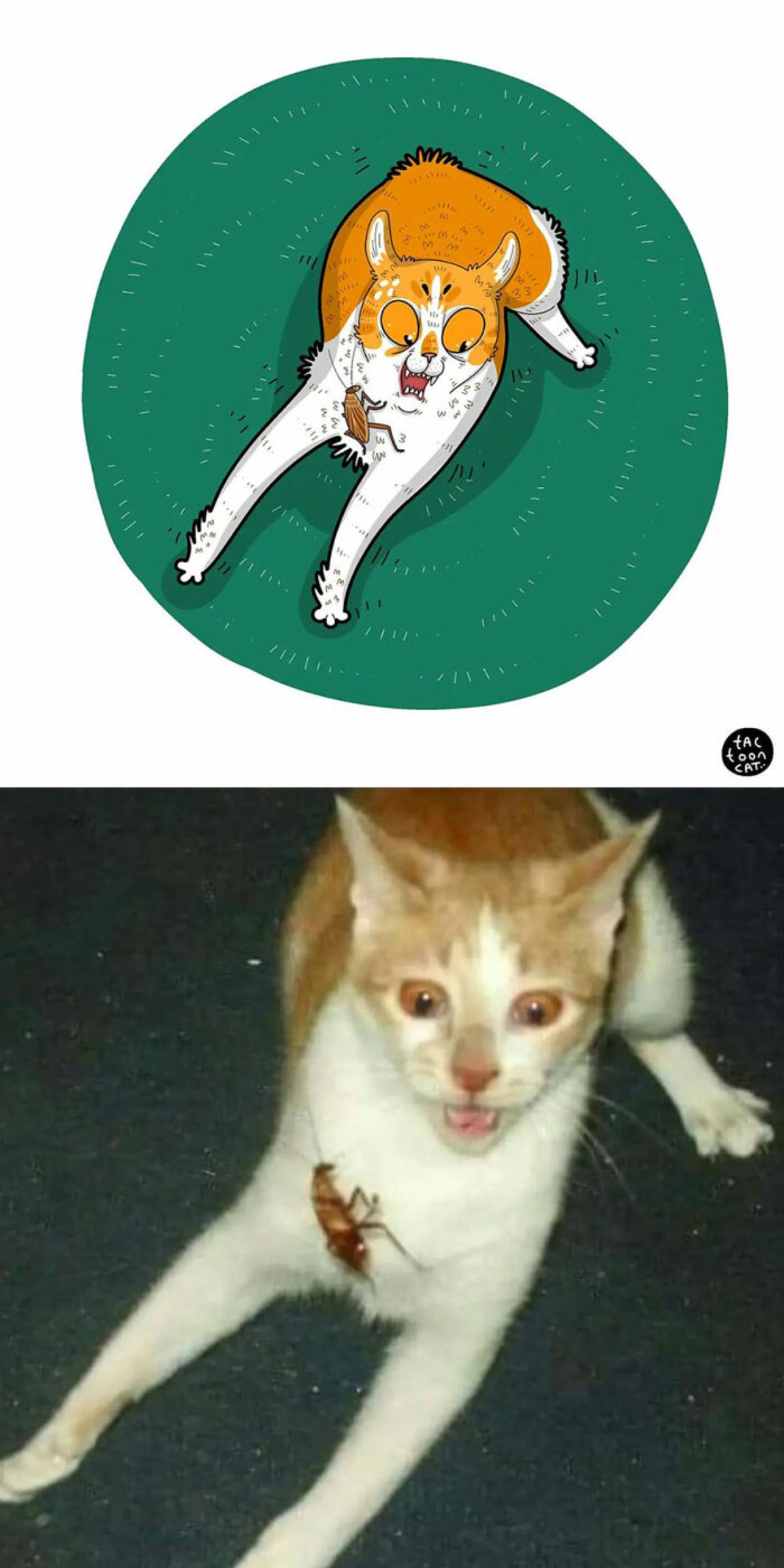cartoon photo and real photo of an orange and white cat with the front legs extended in front of it with a cockroach on the legs and the cat screaming
