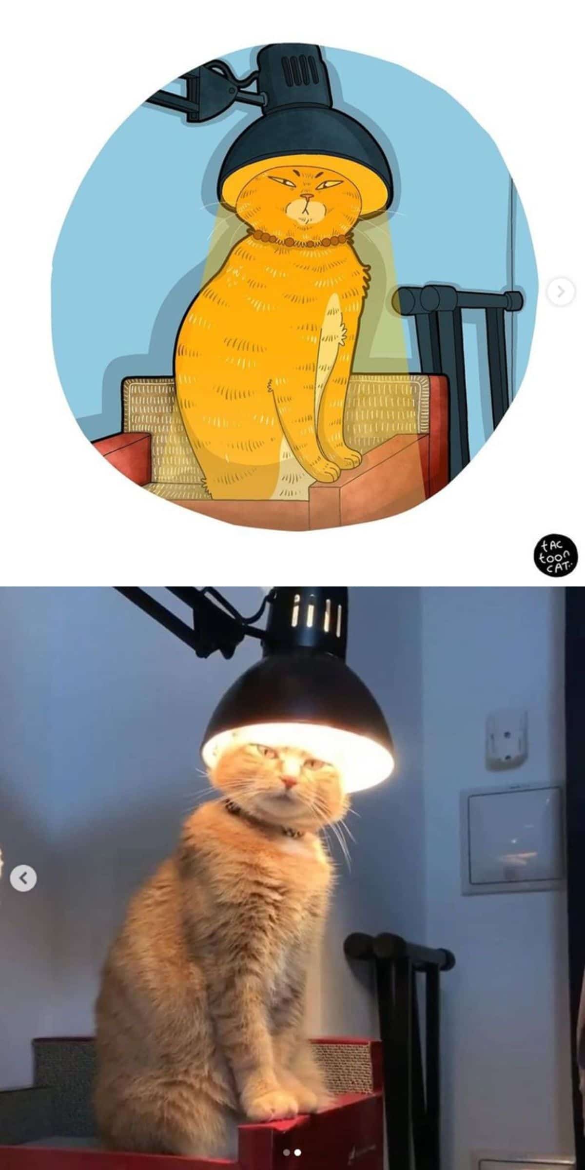 cartoon photo and real photo of an orange cat sitting with the head in a lit lampshade