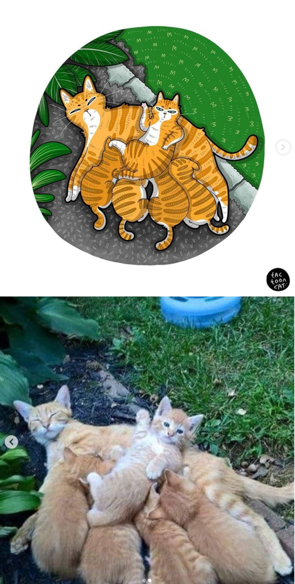 cartoon photo and real photo of an orange mother cat laying on the ground on her side with 5 kittens suckling and 1 orange kitten laying belly up on the mother cat