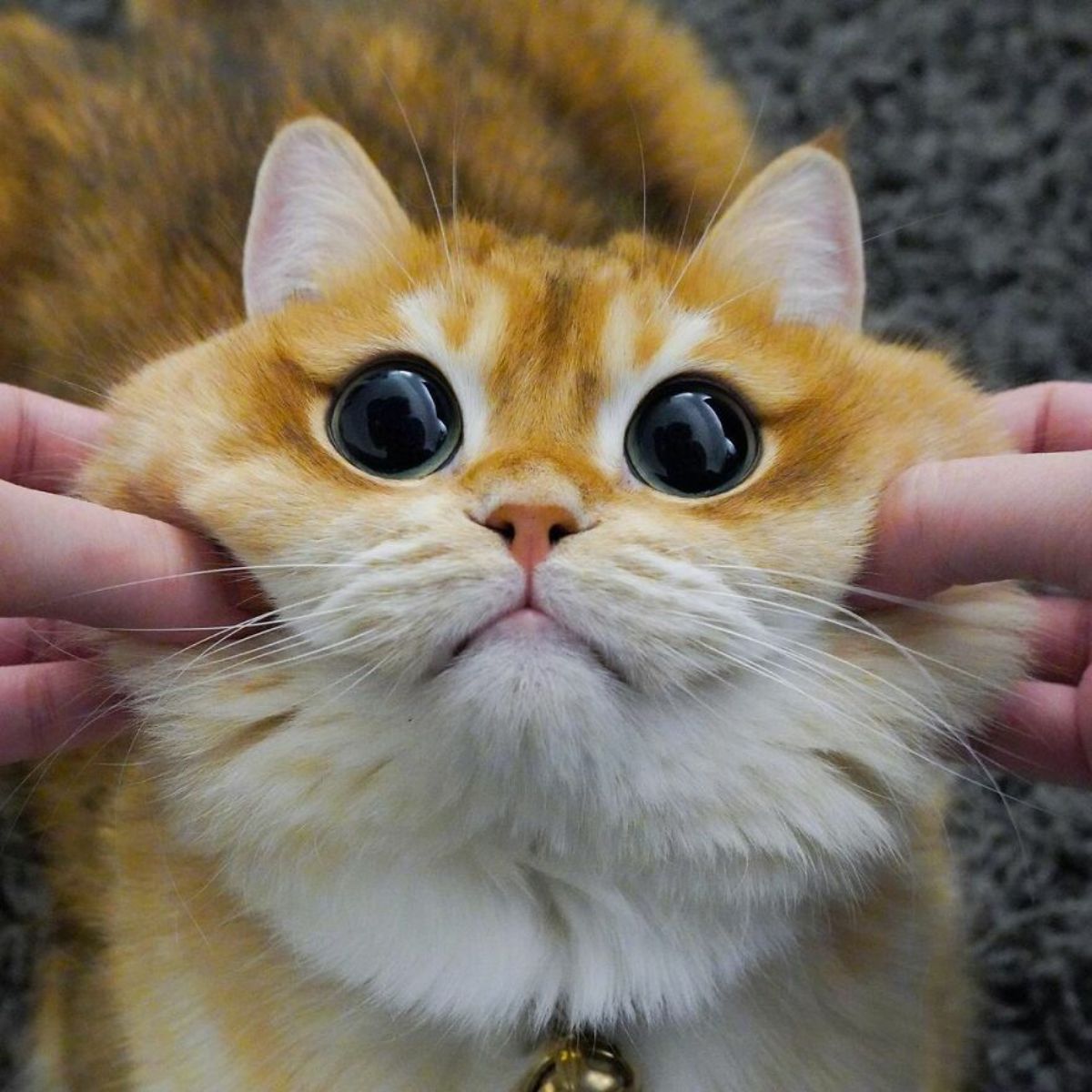 close up of orange cat with large black eyes getting its cheeks squished by someone