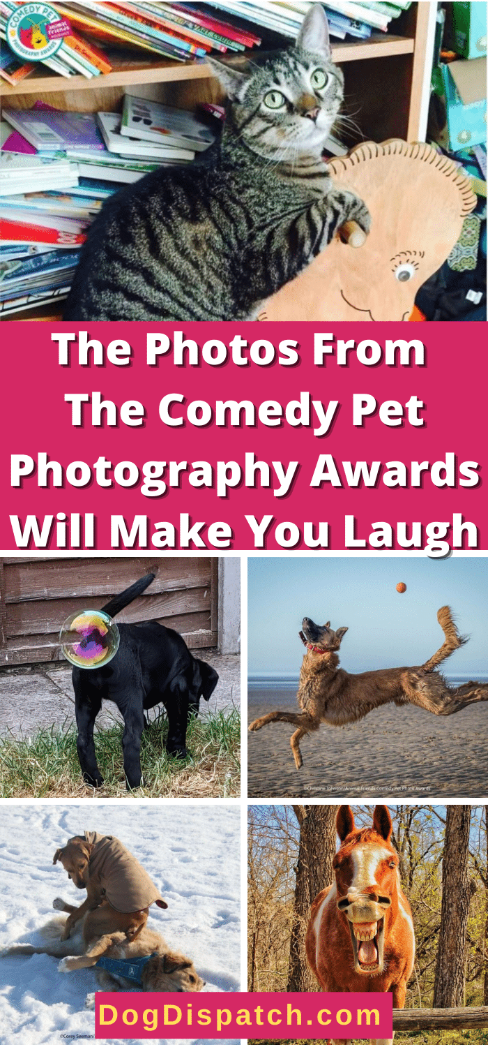 The Photos From The Comedy Pet Photography Awards Will Make You Laugh