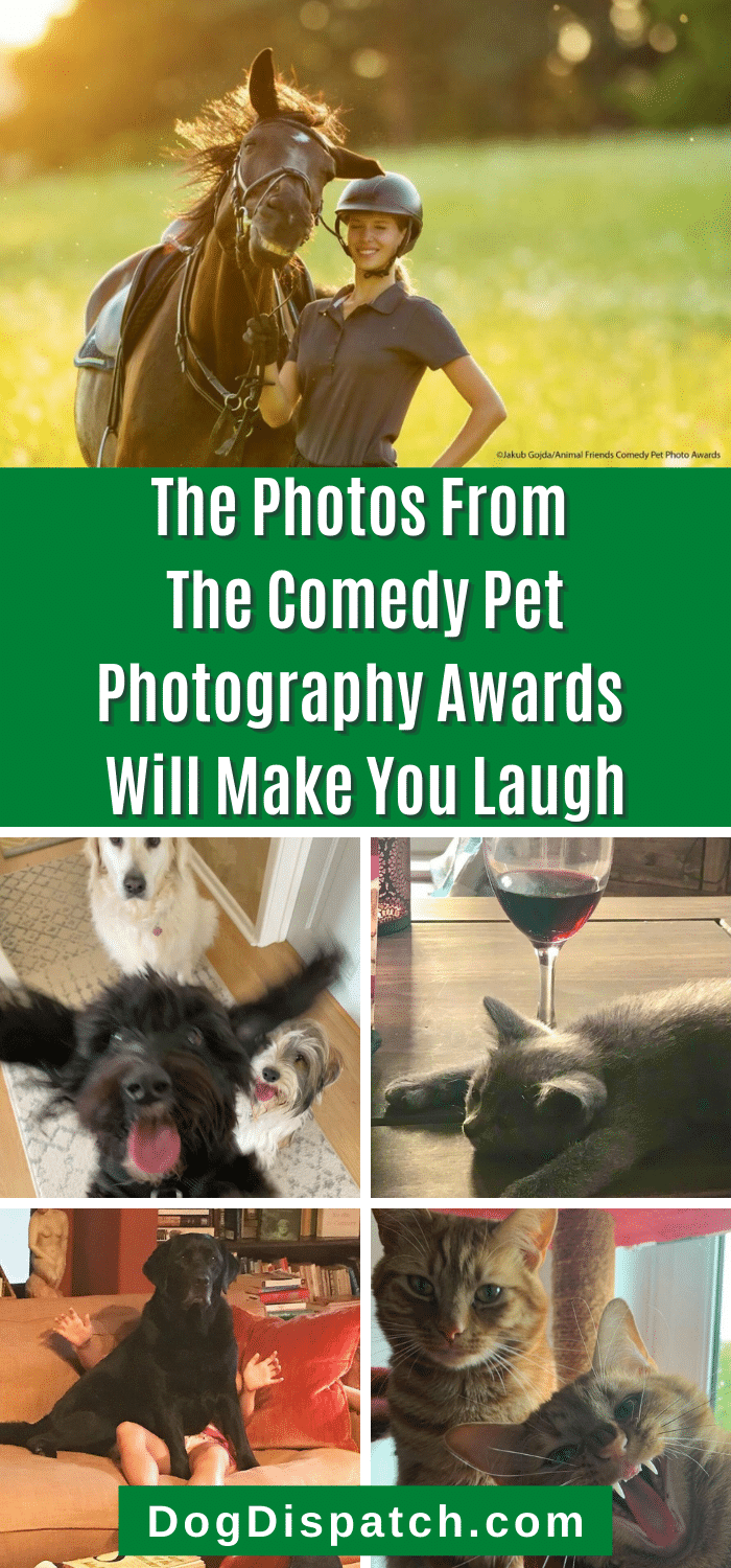 The Photos From The Comedy Pet Photography Awards Will Make You Laugh