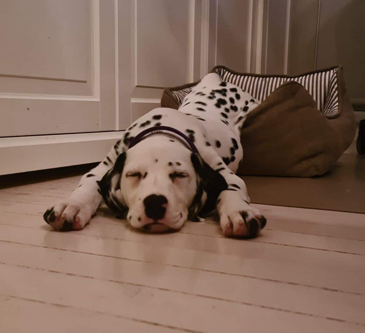 dalmation puppy sleeping with the back half in a brown dog bed and the rest of the body resting on a wooden floor