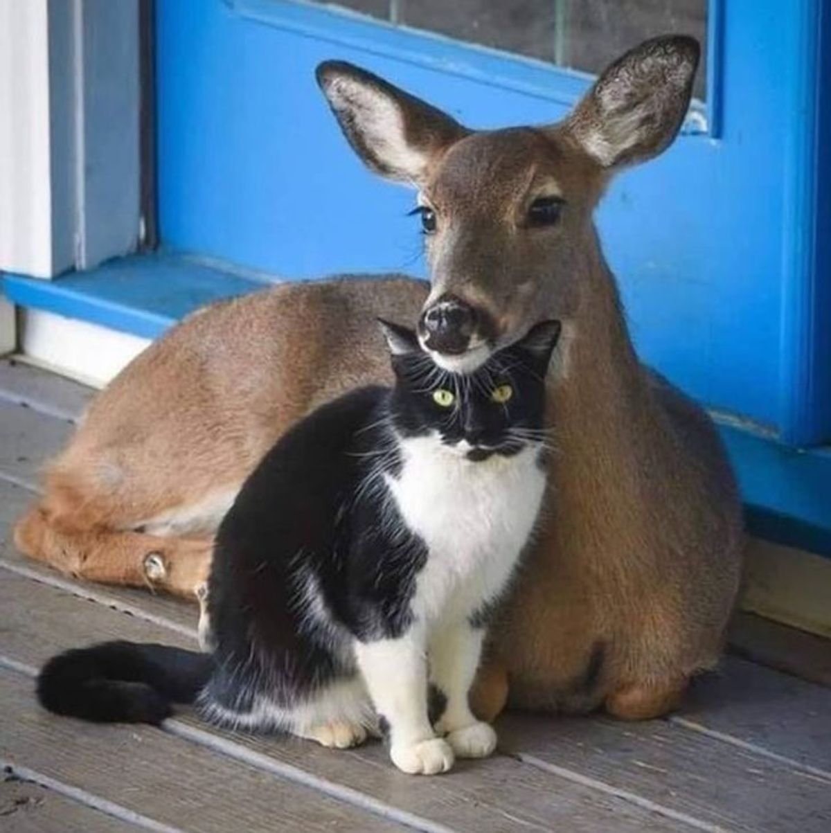 deer laying on the ground resting its chin on the head of a black and white cat