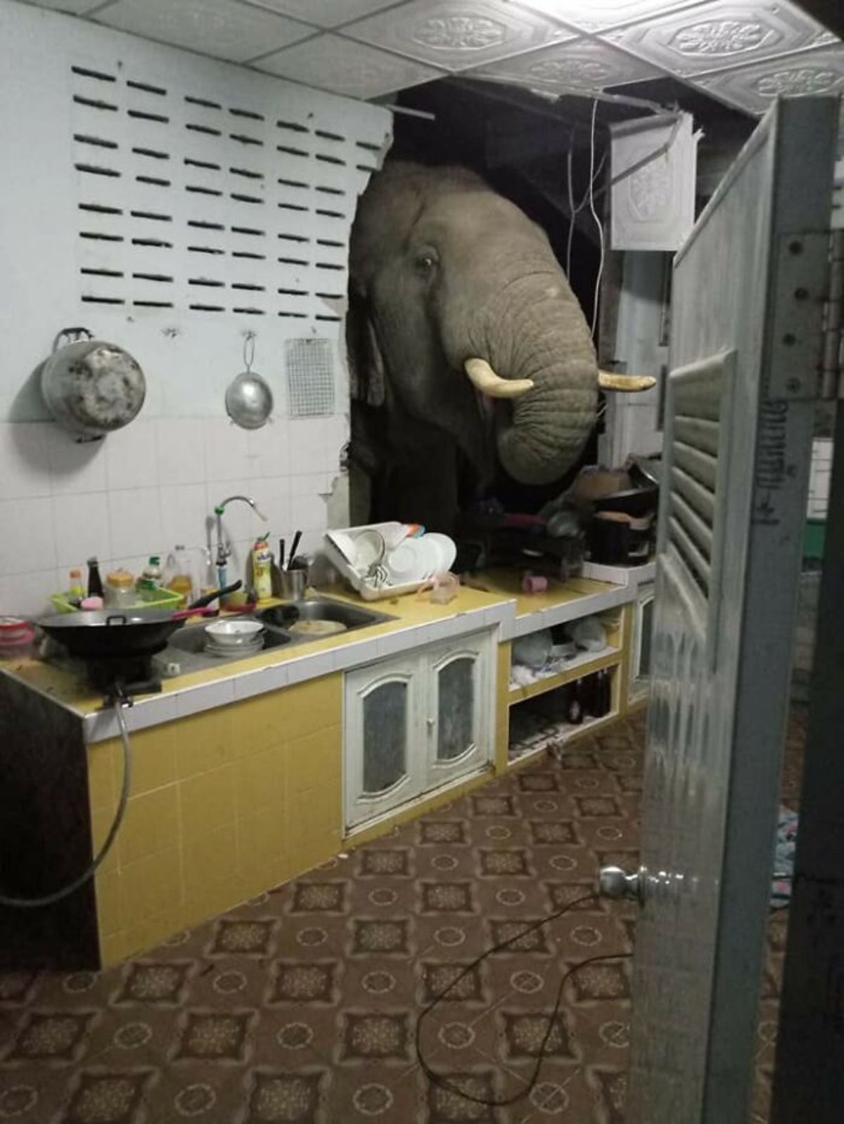 elephant looks through a hole in a kitchen