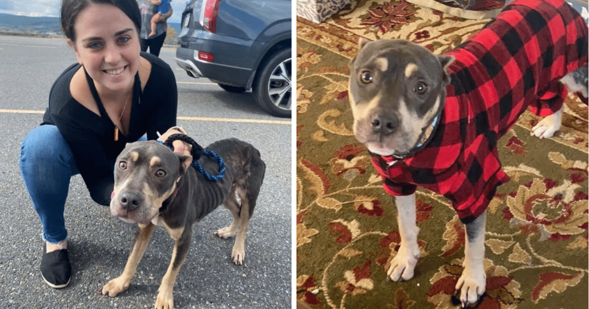 Starving And Injured Pit Bull Rescued After Being Locked Up In An Attic ...