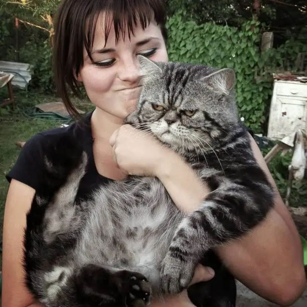 fat grey tabby cat getting hugged while looking grumpy by a grimacing woman