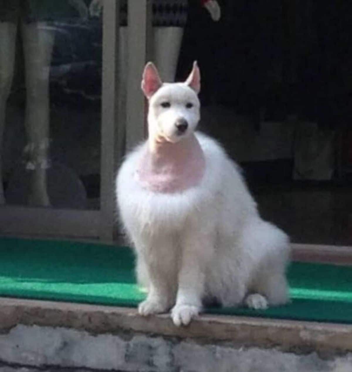 fluffly white dog sitting with the neck area shaved completely
