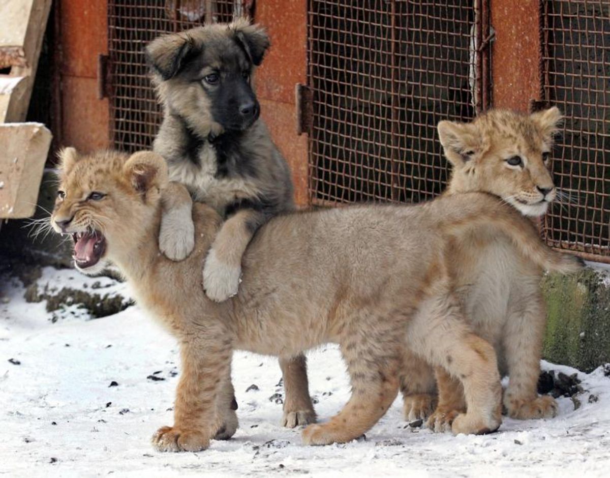 fluffy black and brown dog with front paws on a lion cub's back with another lion cub behind them