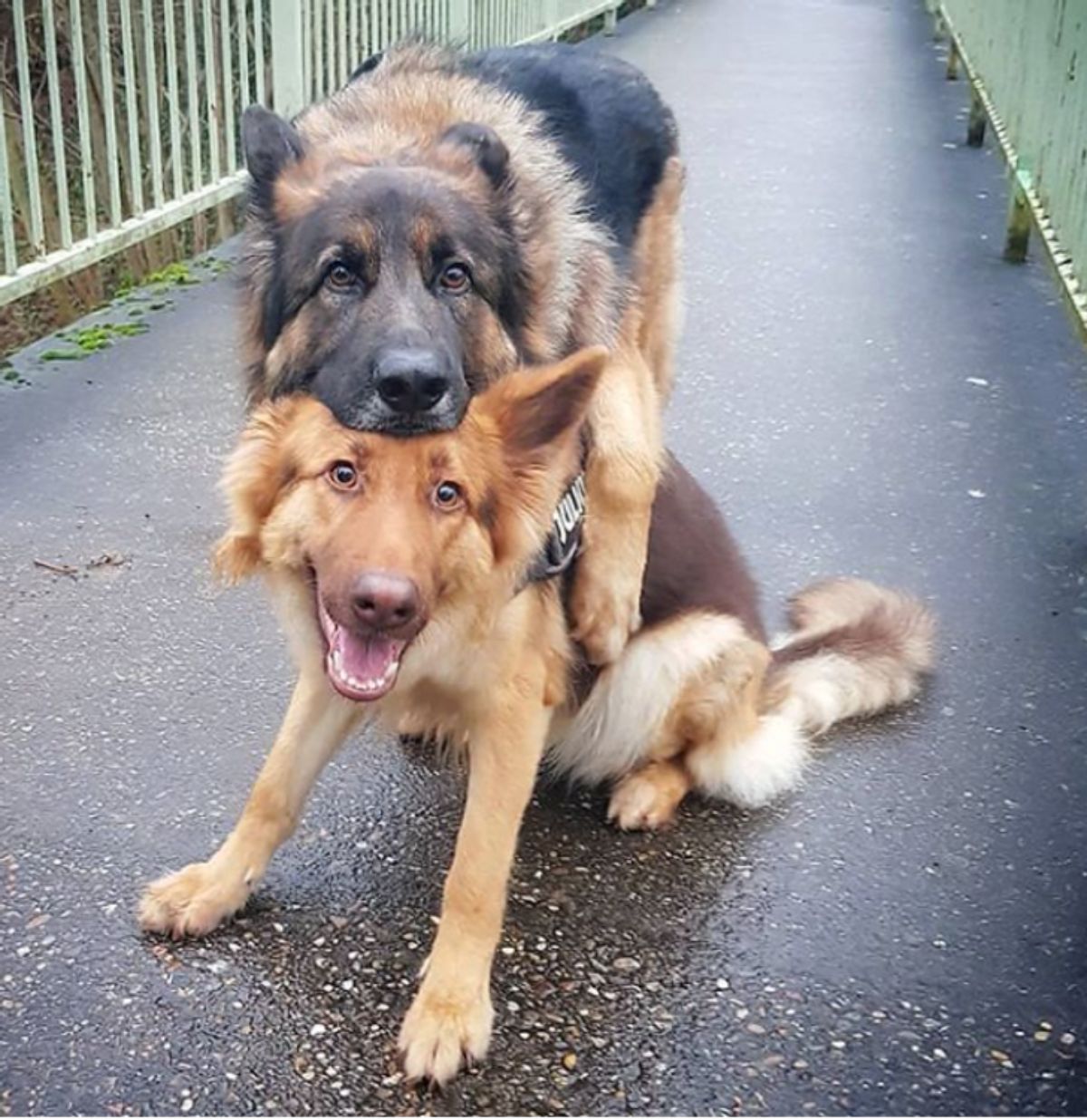 fluffy brown dog sitting on the road with a german shepherd resting its chin on the head