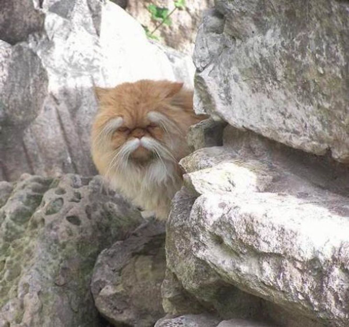 fluffy orange cat with white fur sticking out fron the eyebrows and the whiskers peeking from behind some rocks