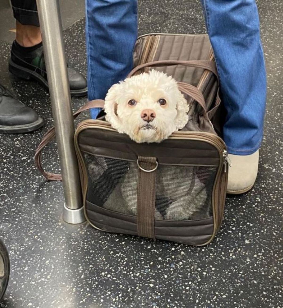 fluffy white dog in a brown bag with its head sticking out with the bag on the floor between someone's feet