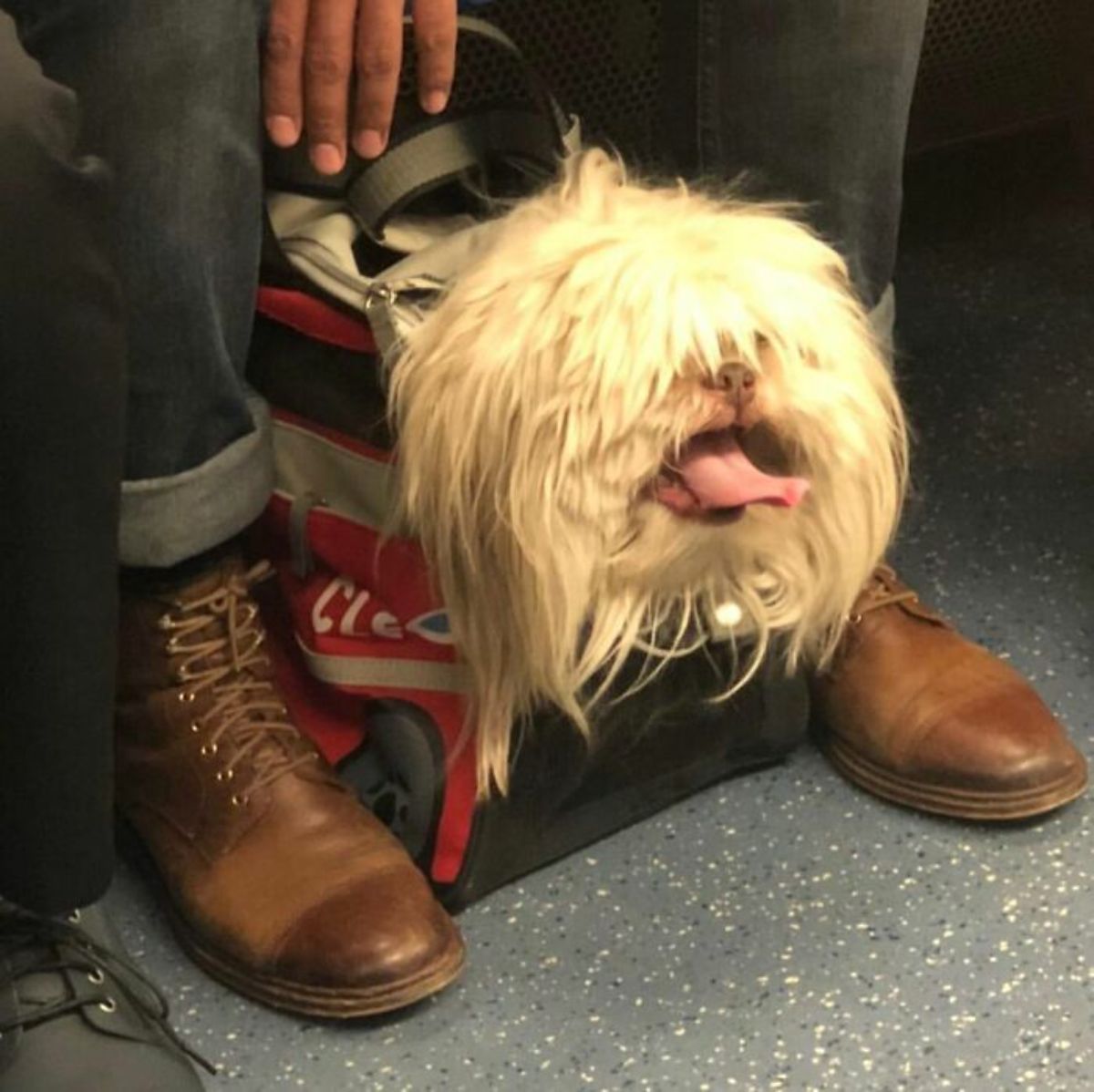 fluffy white dog in a red black and grey zipped bag with the just the head sticking out on the floor between someone's feet