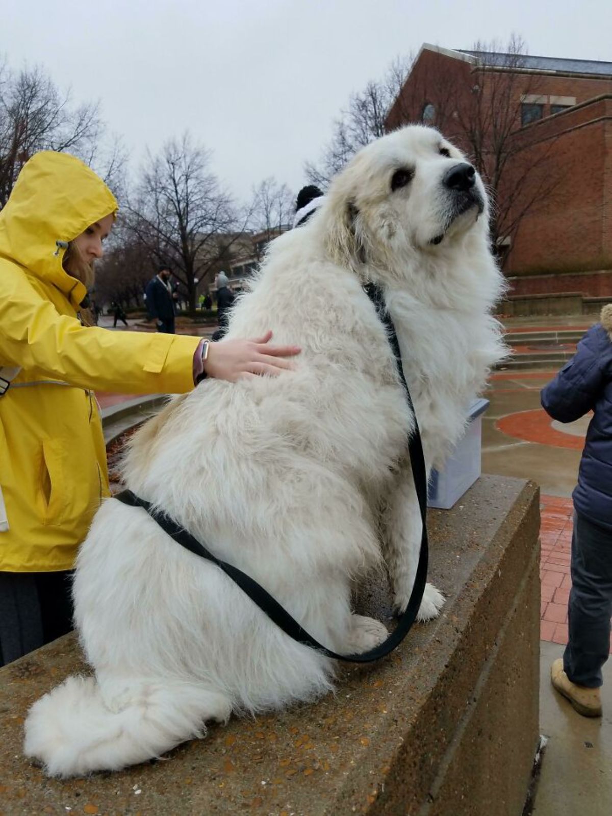 fluffy white dog sitting with a leash on