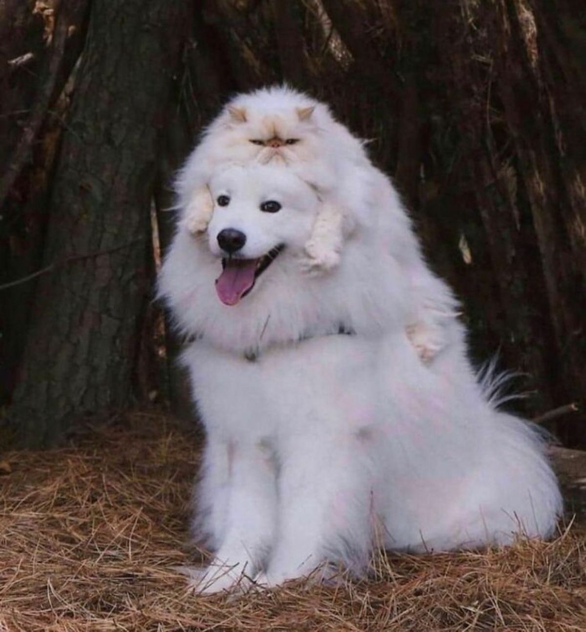 fluffy white dog with a fluffy white cat on top of its head