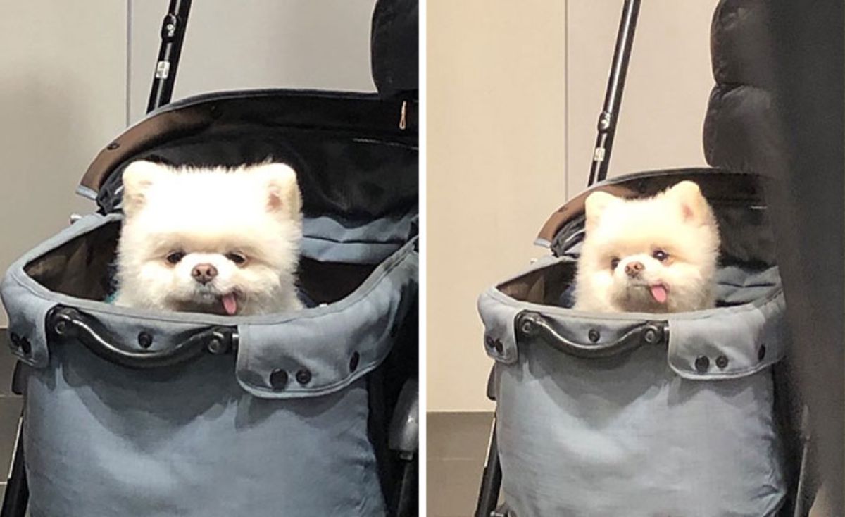 fluffy white dog with its tongue sticking out in a grey bag with the head sticking out the top