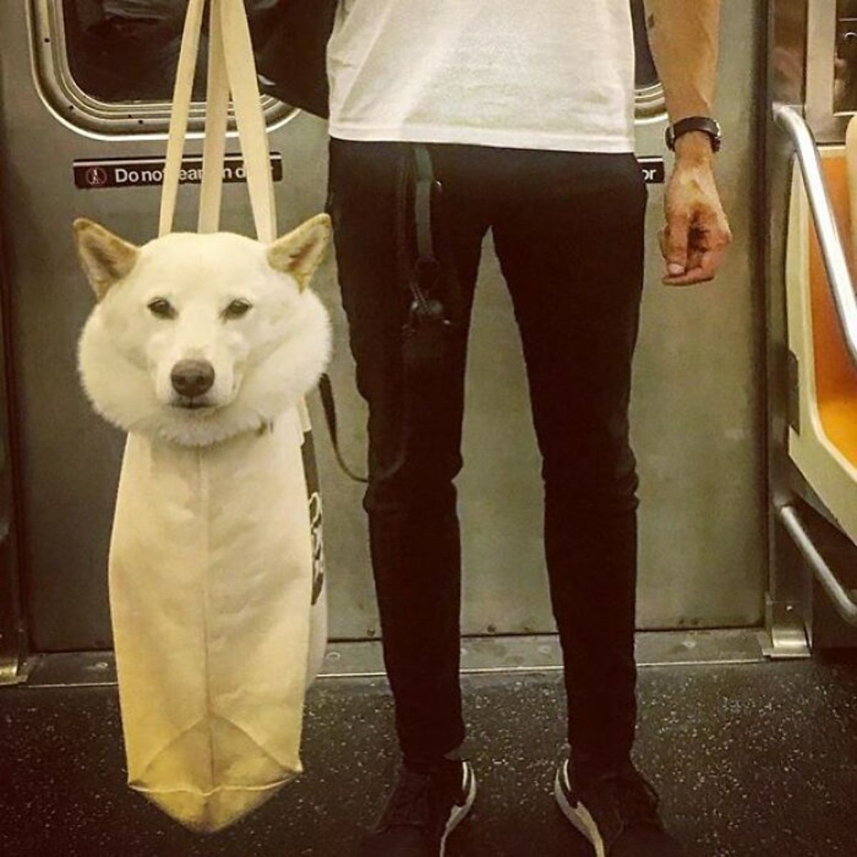 fluffy white dog with the head sticking out of a white cloth tote bag being carried by a person