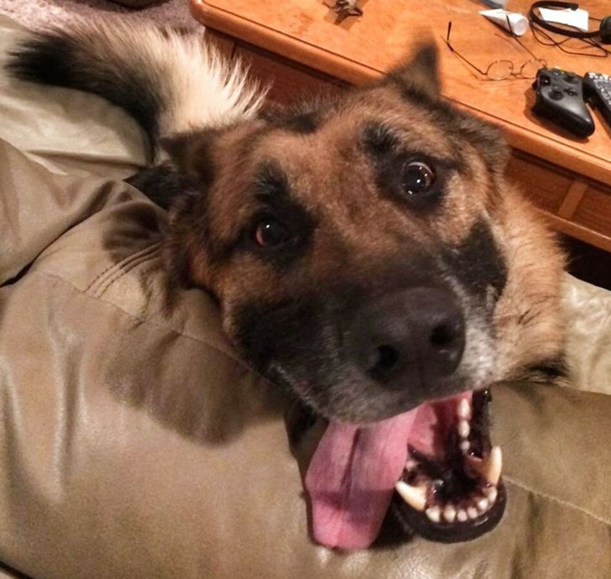 german shepherd looking at the camera with mouth open and tongue hanging out