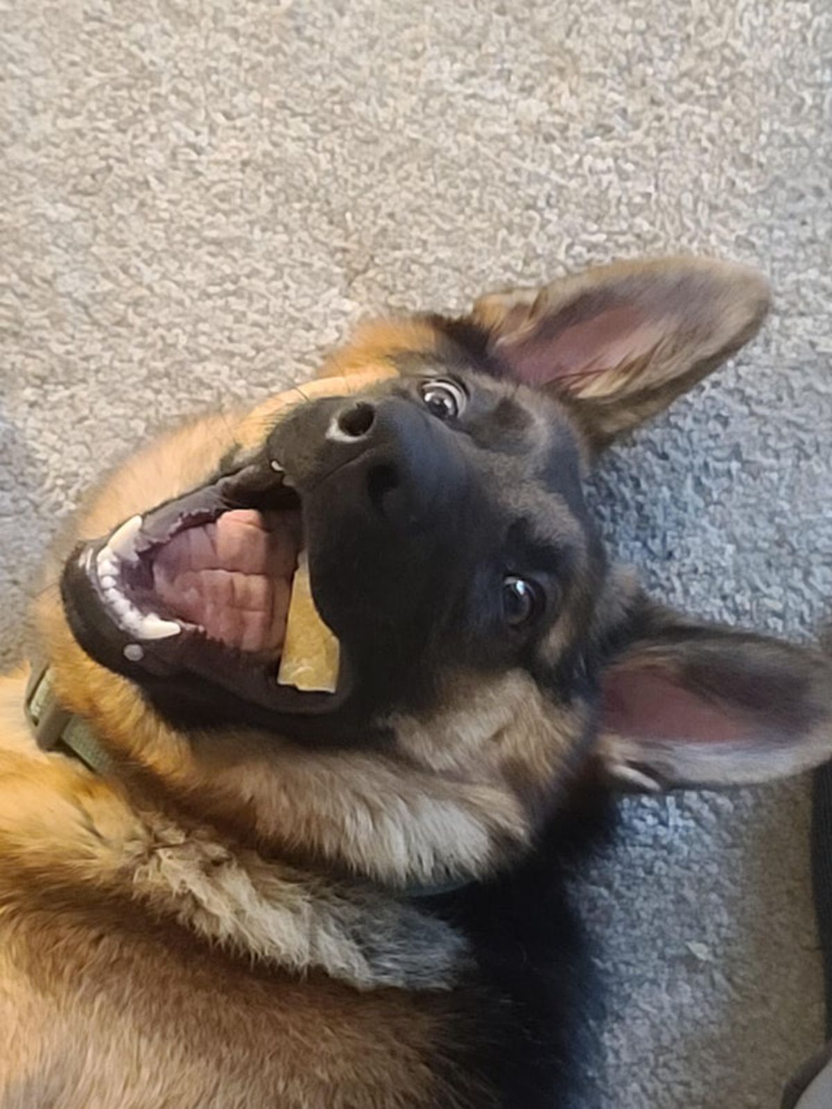 german shepherd on the floor with the mouth open and some cheese in its mouth