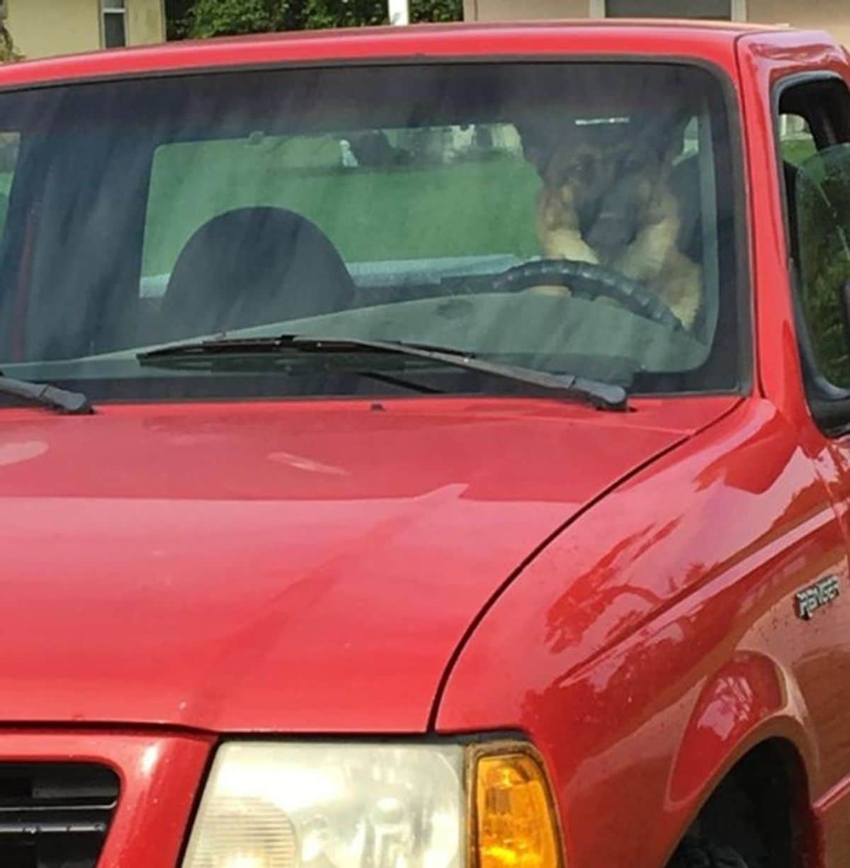 german shepherd sitting in the driving seat of a red pickup