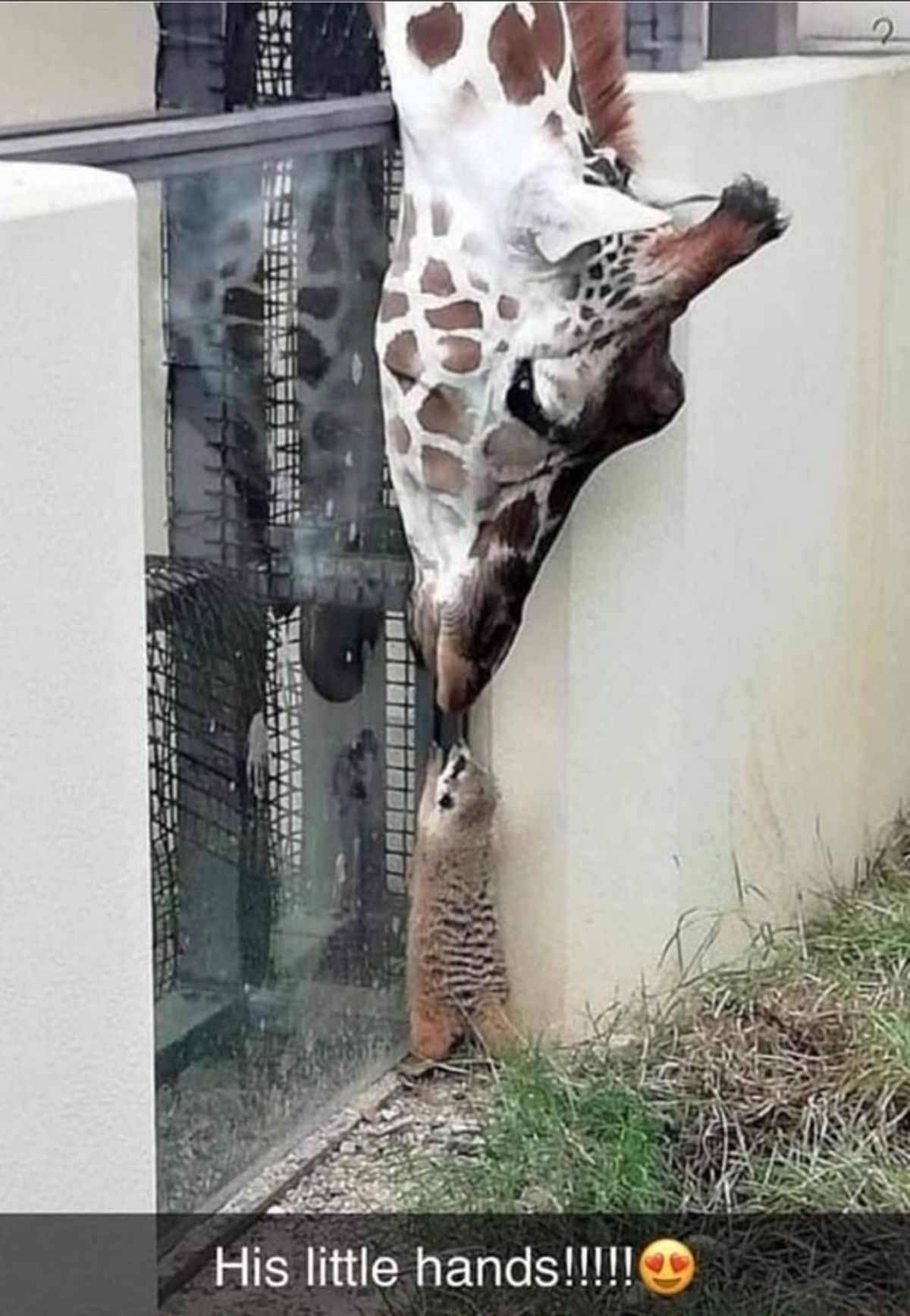 giraffe reaching over a glass door to sniff a baby meerkat with a caption saying his little hands!!!!! and a heart eyes emoji