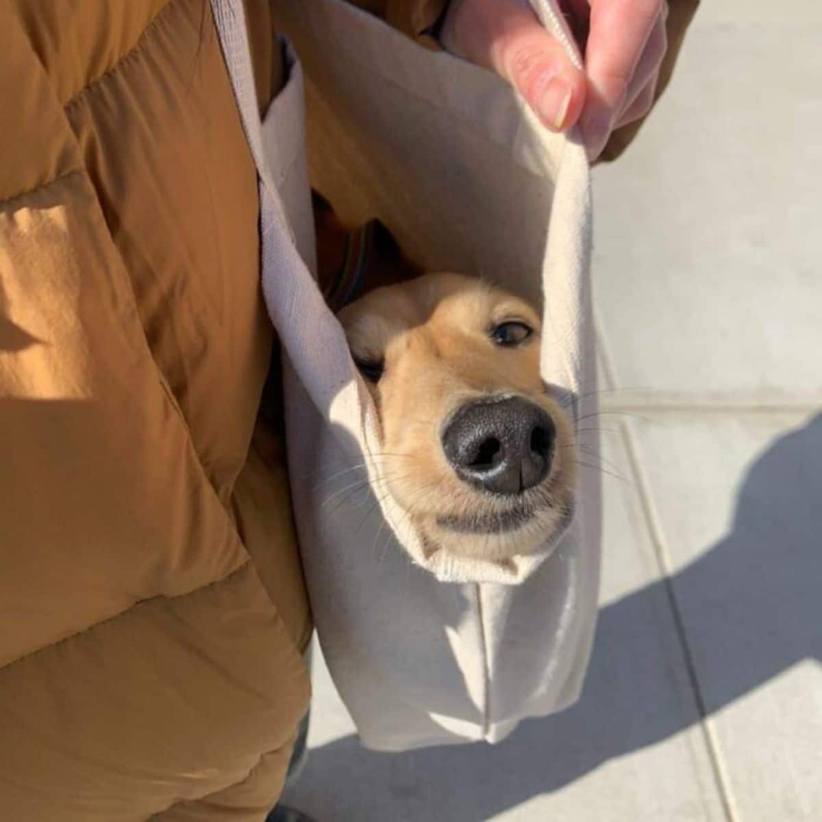 golden retriever inside a white cloth bag with the face sticking out